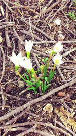 Close-up of white flowers