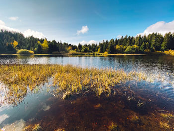 Scenic view of lake in forest against sky