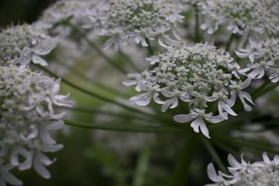 Close-up of white flowering plant