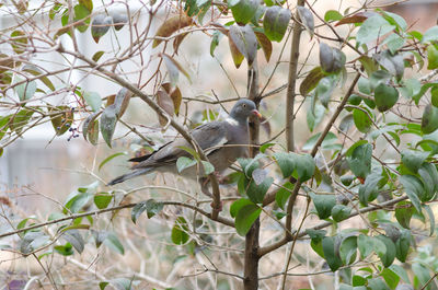 Bird perching on tree