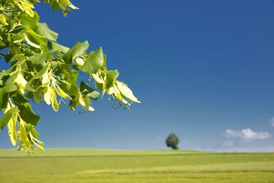 Scenic view of agricultural field against clear blue sky