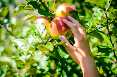 Close-up of hand holding fruit