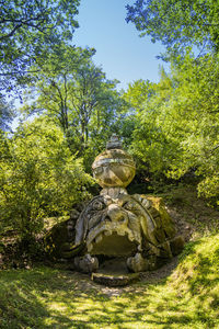 View of an animal on rock