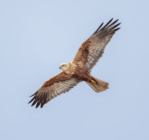 Marsh harrier in flight against blue sky. 