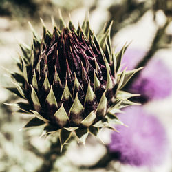 Close-up of purple flowering plant