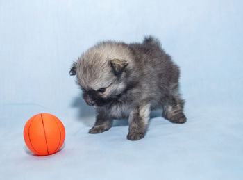 Dog playing with ball