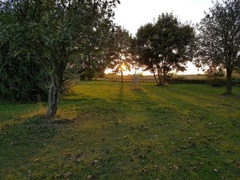 Trees on field against sky