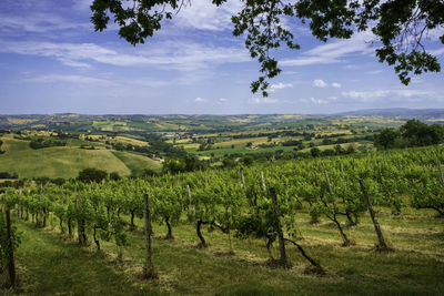 Scenic view of vineyard against sky