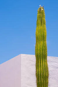 Plant asthetic wallpaper. cactus. canary island