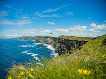 Seagull caught mid flight over cliffs of moher. 