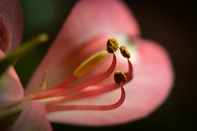 Close-up of fresh day lily plant