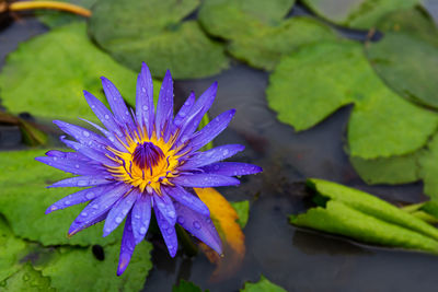 Close-up of purple lotus water lily in pond
