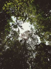 Low angle view of trees in forest against sky