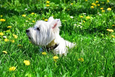 White dog on field