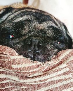 Close-up portrait of dog resting on bed