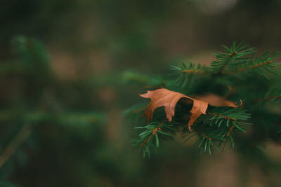 Christmas tree branches and yellow leaf, close up of pine needles. high quality photo