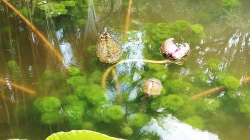 Ducks swimming in water