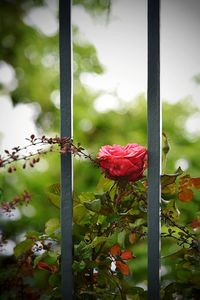 Close-up of red rose on metal