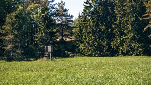 Scenic view of grassy field against sky