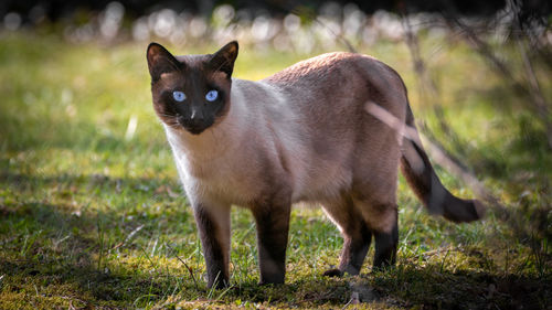 Portrait of cat standing on field