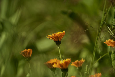 Close-up of orange flowering plant on field