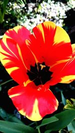 Close-up of red hibiscus blooming outdoors