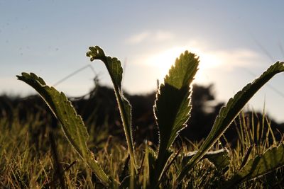 Close-up of plants growing on field against sky