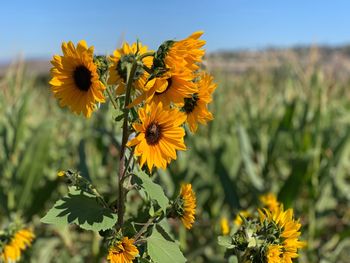 Close-up of yellow flowering plant on field