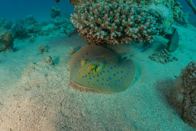 Close-up of fish swimming in sea