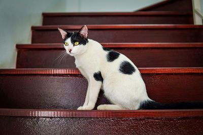 White cat sitting on red stairs