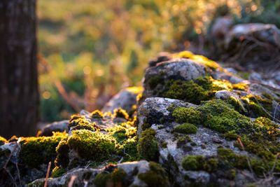 Close-up of moss growing on rock