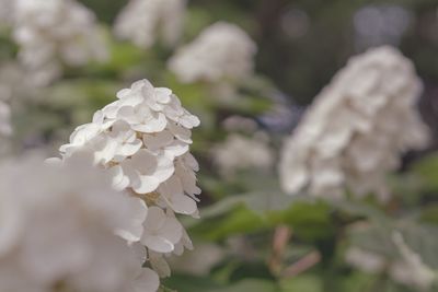 Close-up of white hydrangea