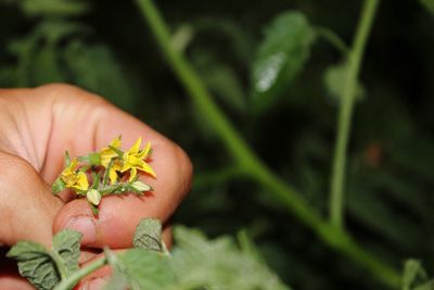 Close-up of hand holding flower