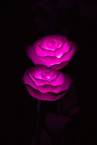 Close-up of pink rose flower against black background