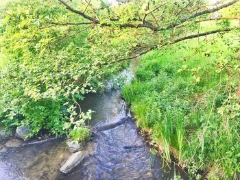 Stream amidst trees in forest