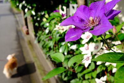 Close-up of purple flower