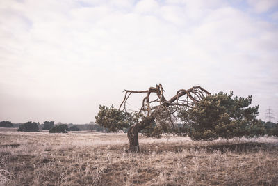 Tree on field against sky