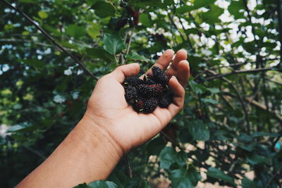 Cropped image of hand holding apple