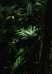 Close-up of fresh green plants in forest