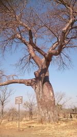 Bare tree against clear sky