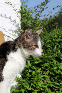 Close-up of a cat