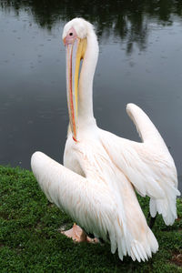 White swan on lake