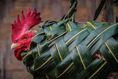 Close-up of rooster tied up with leaves