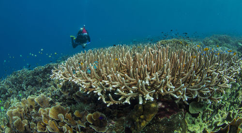 Scuba diver swimming above coral