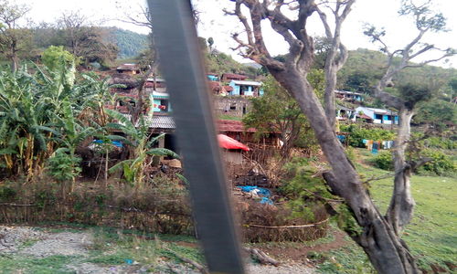 Trees growing in park