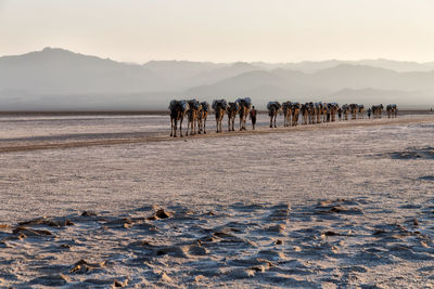 Group of horses on the beach