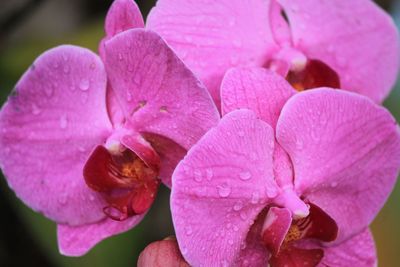 Close-up of water drops on pink flower