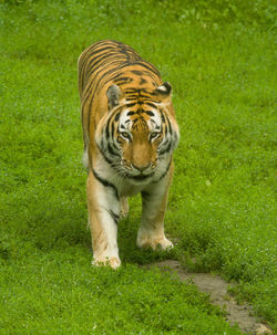 View of a tiger