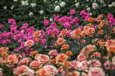 Colorful roses blooming in park