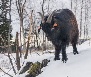 Goat standing on snow covered field